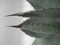 agave parryi importe 7714