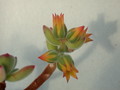 echeveria pulvinata 9973