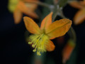 bulbine frutescens hallmark 02