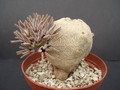 pseudolithos cubiformis bluete