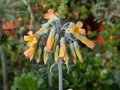 bryophyllum daigremonteanum