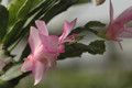 schlumbergera naomi 8199