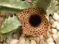huernia kirkii zander 03