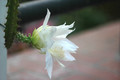 heliocereus speciosus amacamensis 12