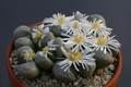 lithops marmorata c305 0218