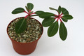 euphorbia bongolavensis 9360