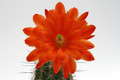 echinocereus acifer sombrerete 9972