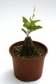 dioscorea hemicrypta 0474