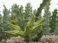 caralluma lutea vaga 3