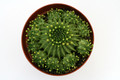 euphorbia susannae 0605