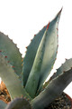 agave chrysantha 8510