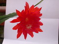eh spring fling 9292 257
