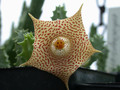 huernia echidnopsioides 07