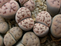 lithops karasmontana 02
