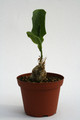 cephalopentandra ecirrhosa 6829