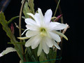 eh dr werner stauch 421 03
