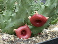 huernia somalica1
