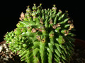 euphorbia suzannae 09