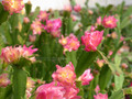 schlumbergera star burst 07