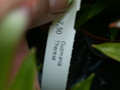 guzmannia theresa 03