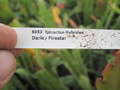 eh darley firestar 6053 93
