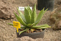 agave underwoodii 02