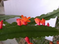 lepismium monacanthum espinosum wk02 9311