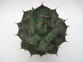 agave titanota braun 7741