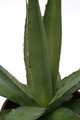agave impressa escuinapa 0690
