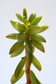 peperomia nivalis 8028