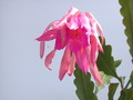 eh oriental dancer 8044 429