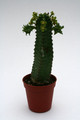 euphorbia jansenvillensis 9950