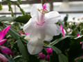 schlumbergera bridgeport 08