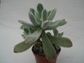 echeveria leucotricha 8315