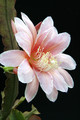 eh sakurahime 8902 5134