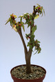 begonia dregei 8071