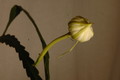 epiphyllum pumilum phasen 2282