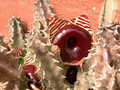 huernia zebrina magnifica n noord 01