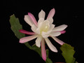 eh rhodos 8765 02