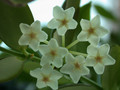 hoya eitapensis 02