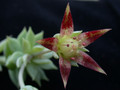 graptopetalum macdougalli 01