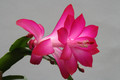 schlumbergera buckleyi charles lemaire 6348