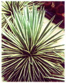 agave altes foto