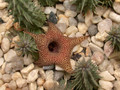 huernia x distincta 03