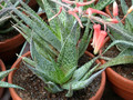 aloe rauhii 1
