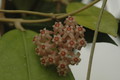 hoya sp bogar 06