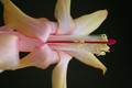schlumbergera gold charm 5863