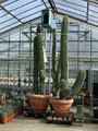 carnegia gigantea 09