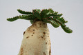 euphorbia stellata 7260