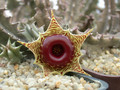 huernia zebrina04